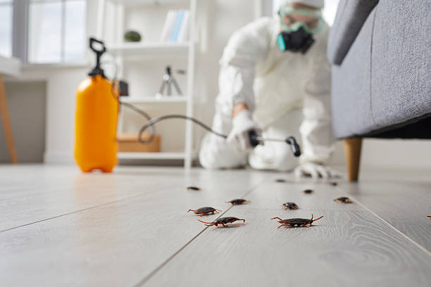 Commercial Rodent Management in Todd Creek
